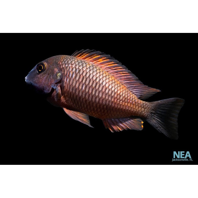 Assorted Tropheus Cichlid