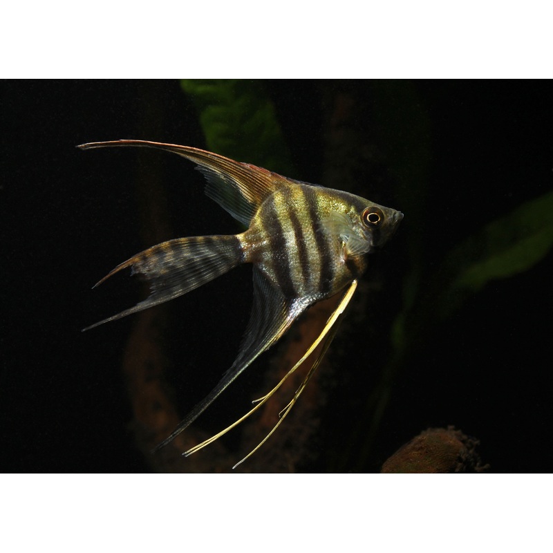 Assorted Veil Angelfish