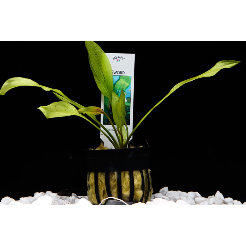 Asst Potted True Aquatic Sword