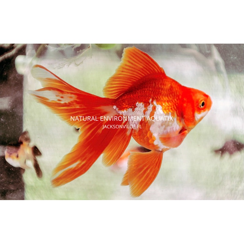 Asst Ryukin Goldfish
