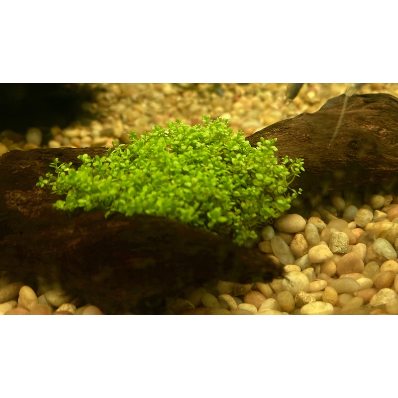 Baby Tears On Drift Wood