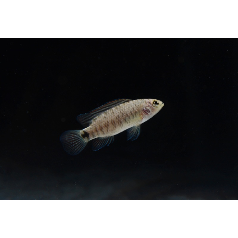 Badis badis