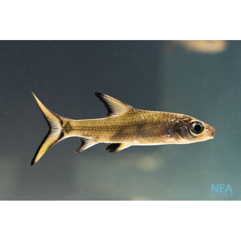 Bala Shark