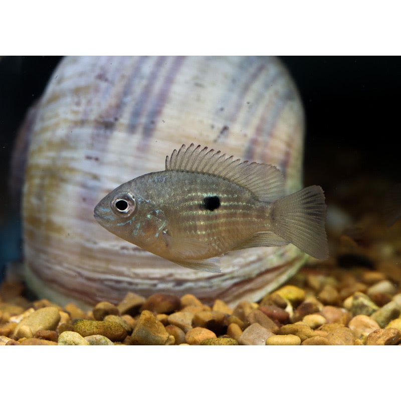 Balloon Green Terror Cichlid