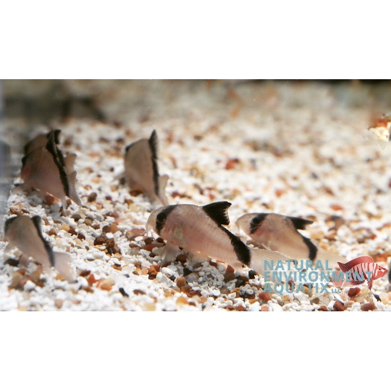 Bandit Corydoras Catfish