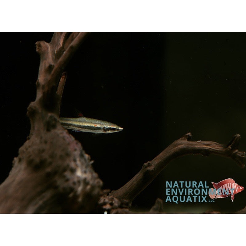 Beckfords Pencilfish