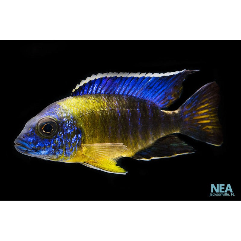 Bi-Color Peacock Cichlid Male Large