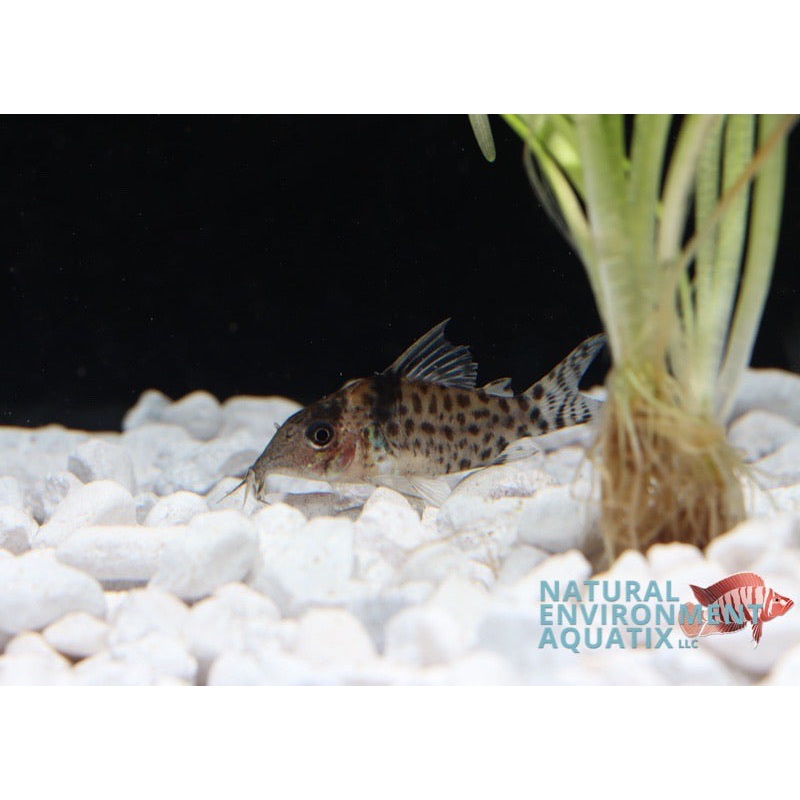 Black Fin Corydoras Catfish