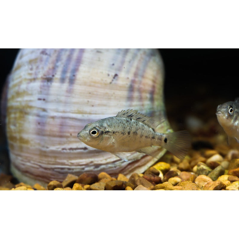 Black Nasty Cichlid