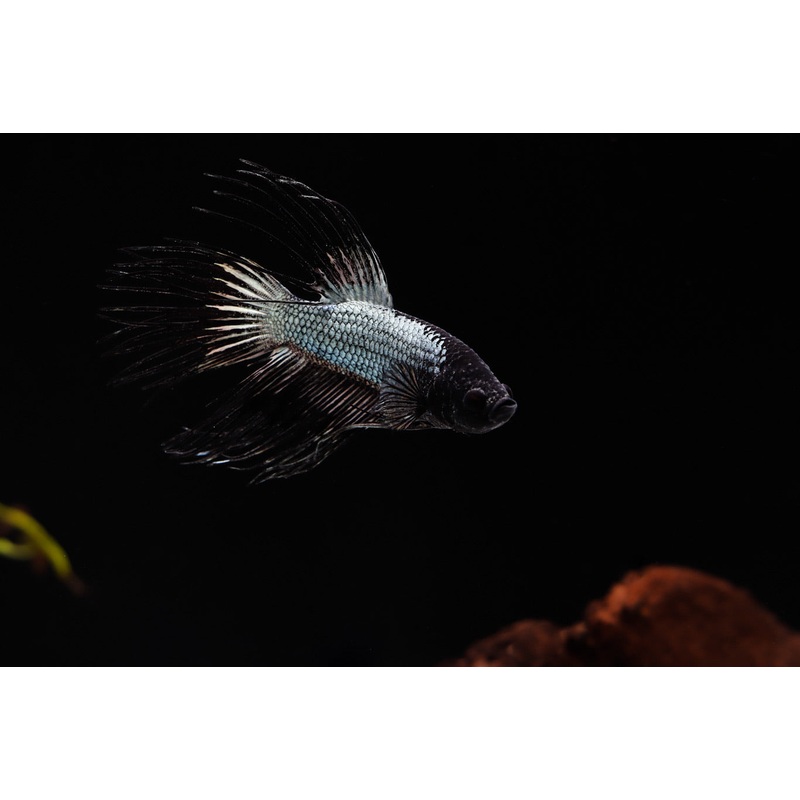 Black Orchid Crowntail Male Betta Fish