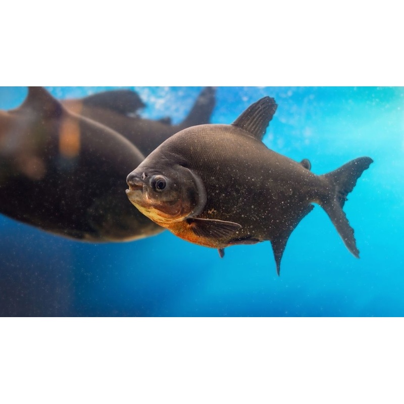 Black Pacu