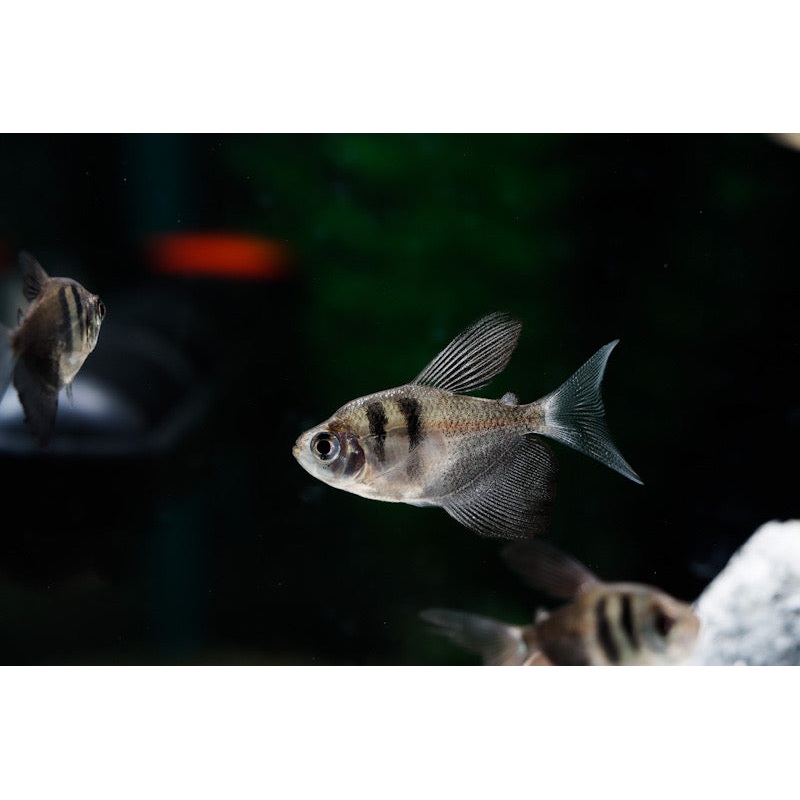 Black Skirt Tetra