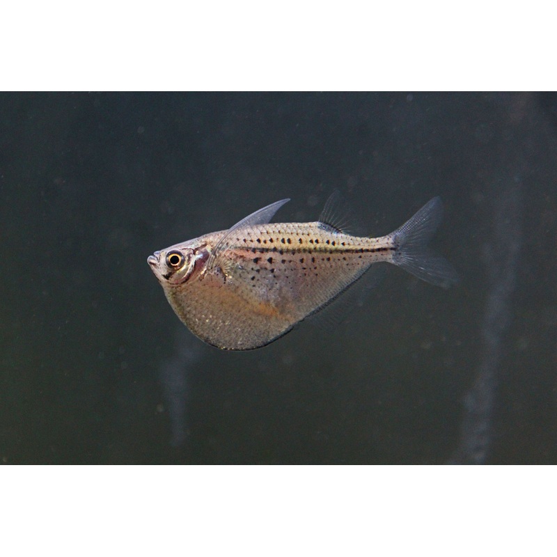 Black Spot Hatchet Fish