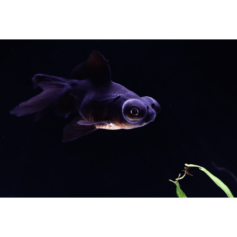 Black Telescope Goldfish