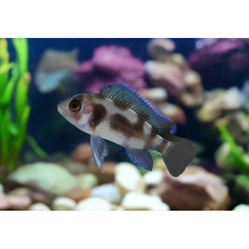Black Widow Frontosa Cichlid