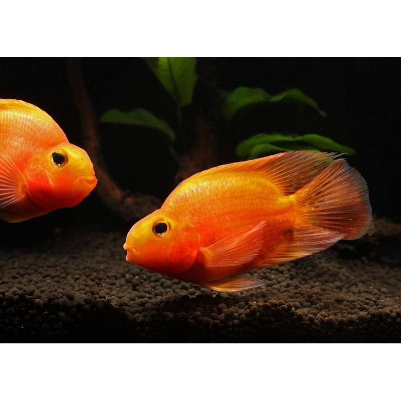 Blood Parrot Cichlid