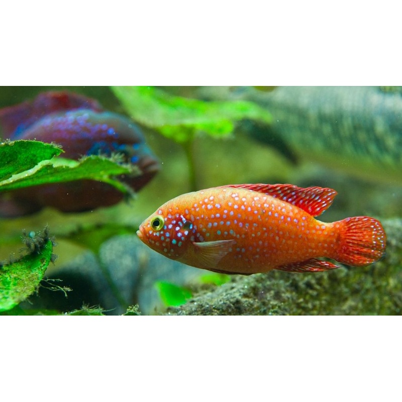 Blood Red Jewel Cichlid