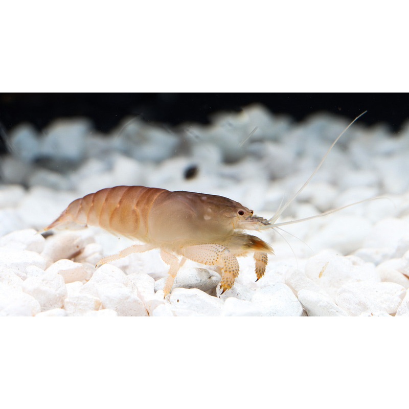 Blue African Viper Shrimp "Atya Gabon"