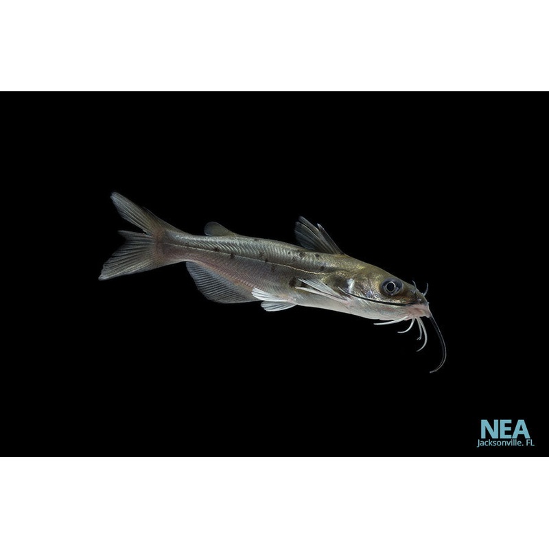Blue Channel Catfish