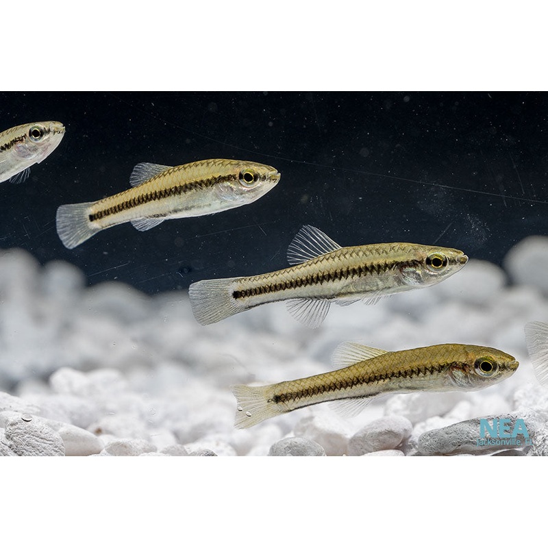 Blue Fin Killifish