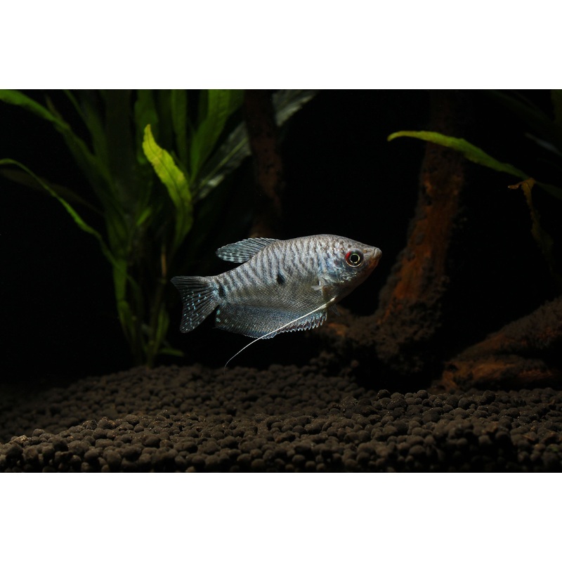 Blue Gourami