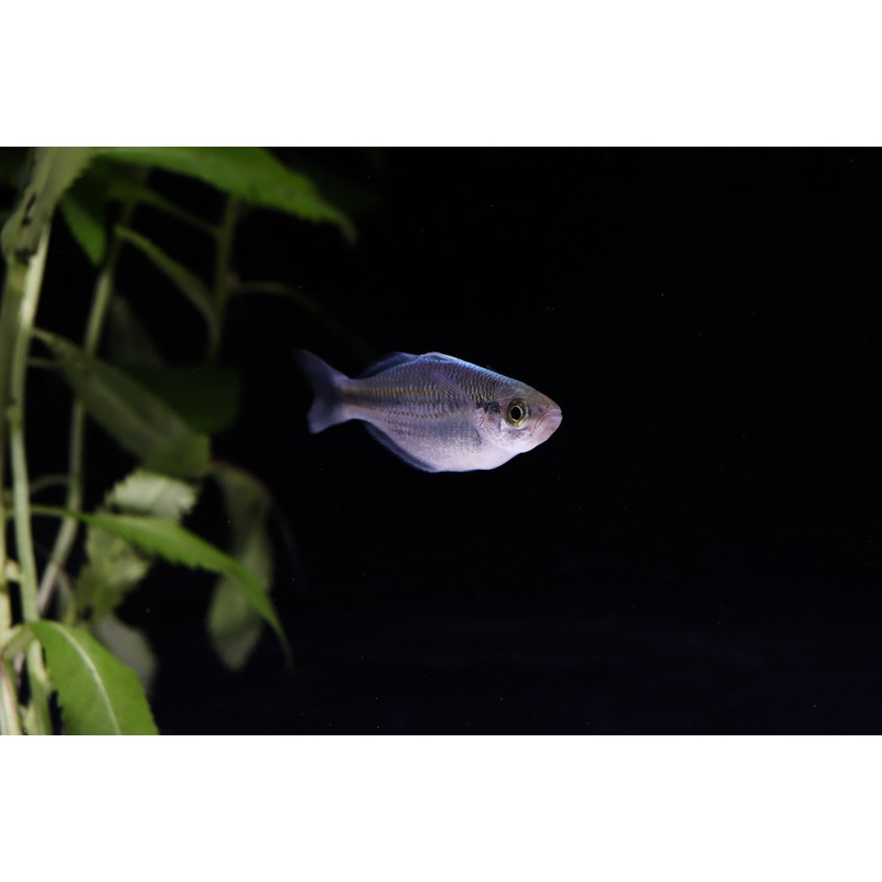 Blue Kamaka Rainbow