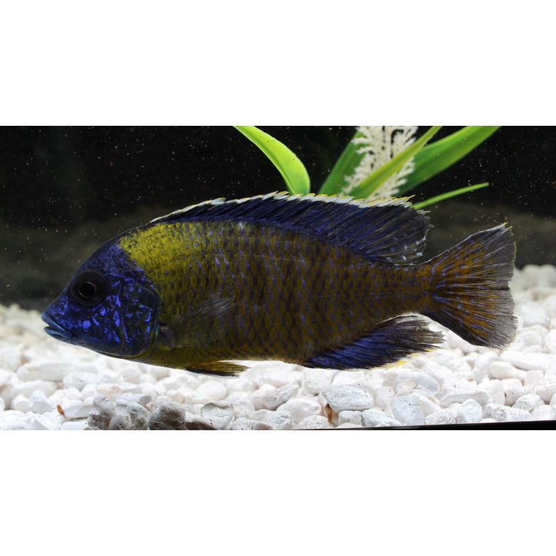 Blue Neon Aulonocara Cichlid