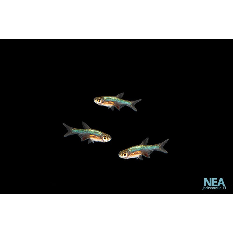 Blue Neon Rasbora