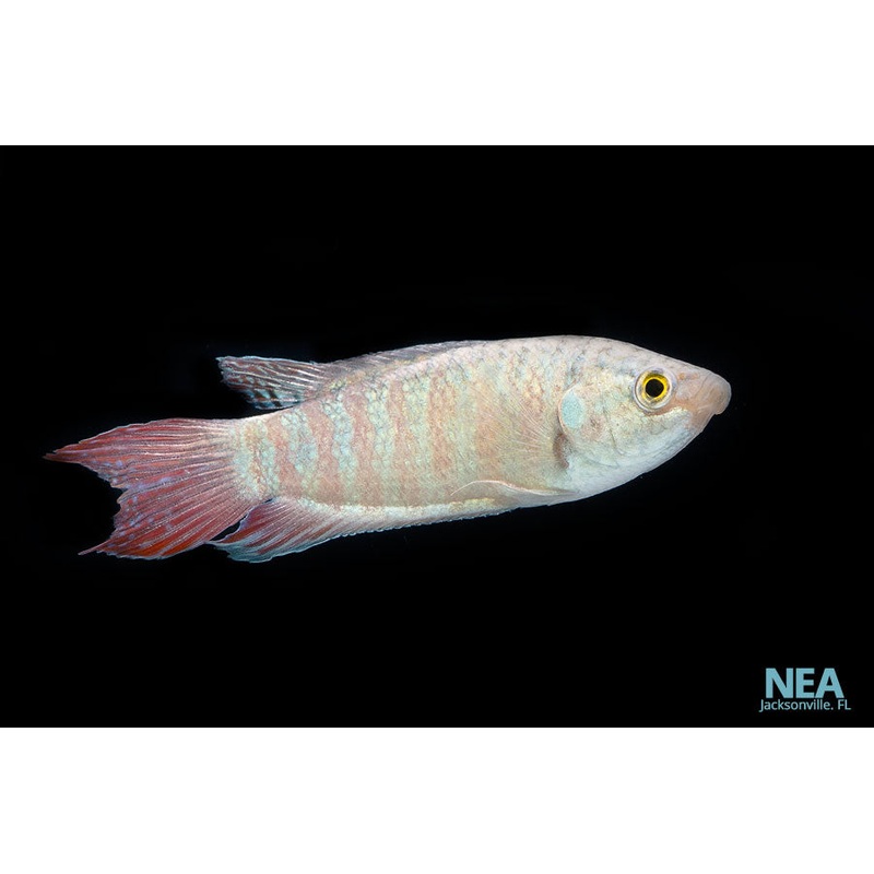 Blue Paradise Gourami