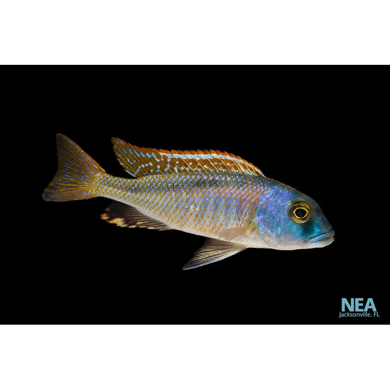 Bucco Nototaenia Cichlid