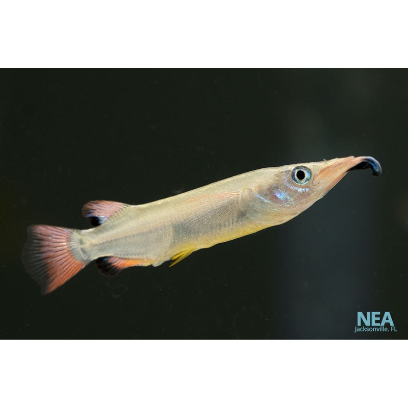 Celebese Halfbeak