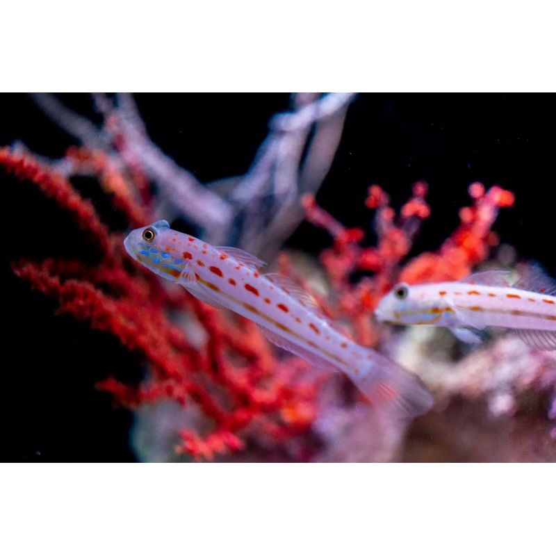 Diamond Watchman Goby (Valenciennea Puellaris)