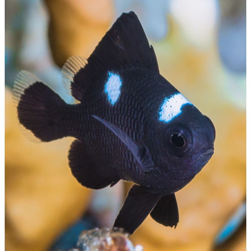 Domino Damselfish (Dascyllus trimaculatus)