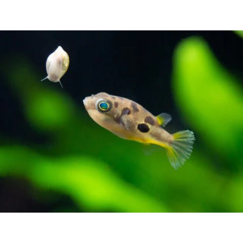 Dwarf Pea Puffer Fish (Carinotetraodon travancoricus) (5pcs)