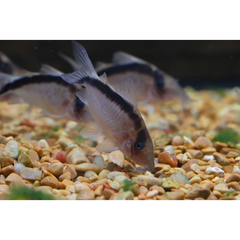 Giant Skunk Corydoras Catfish  CW006