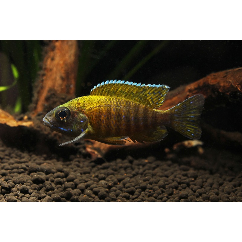 Sunshine Peacock Cichlid  Small