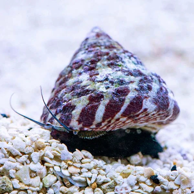 Trochus Snail (Trochus histrio)