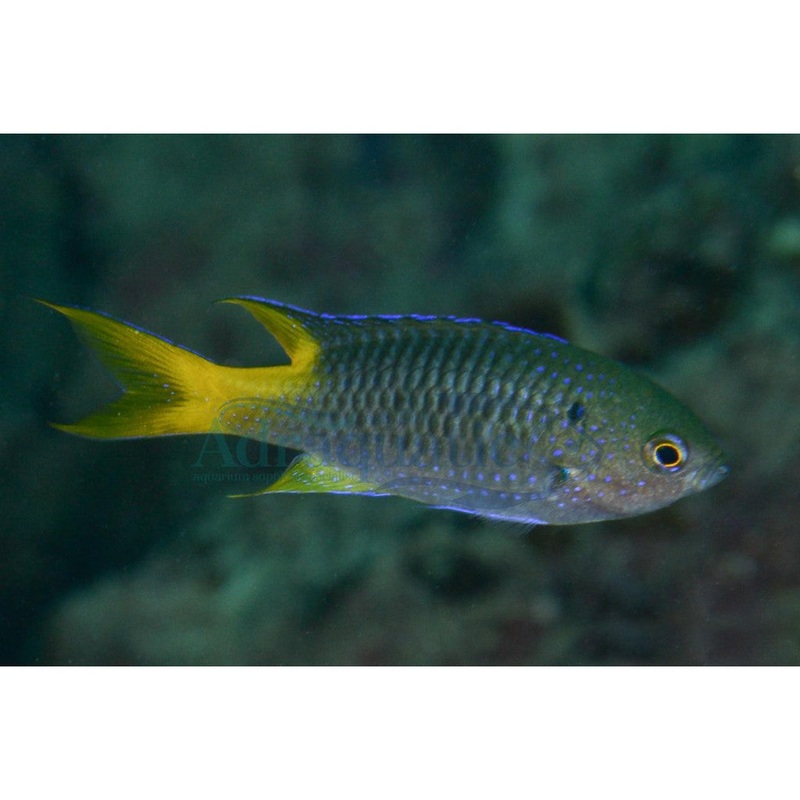 Yellow Tail Chromis (Neopomacentrus nemurus)