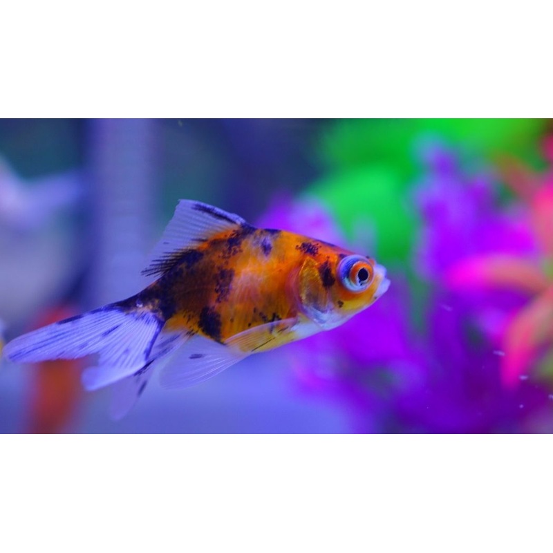 Assorted Fantail Goldfish