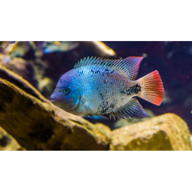 Black Belt Cichlid
