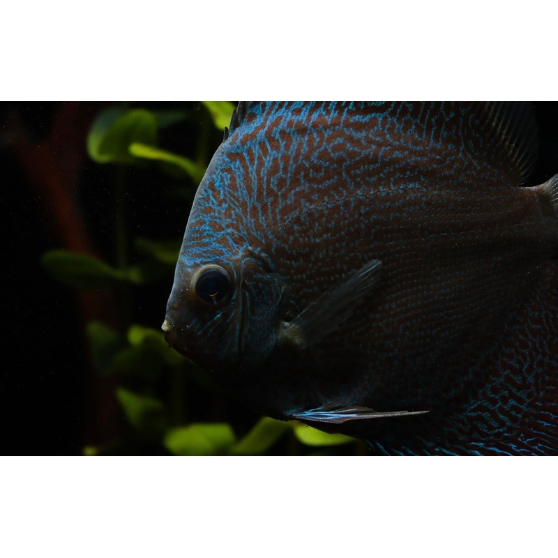 Blue Snakeskin Discus