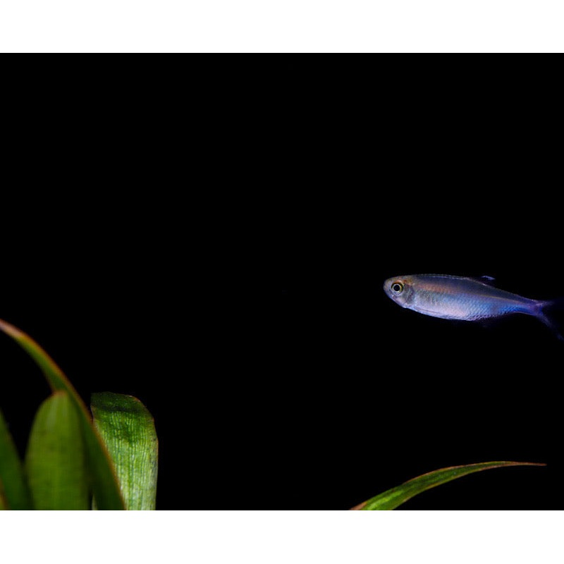 Blue Tetra