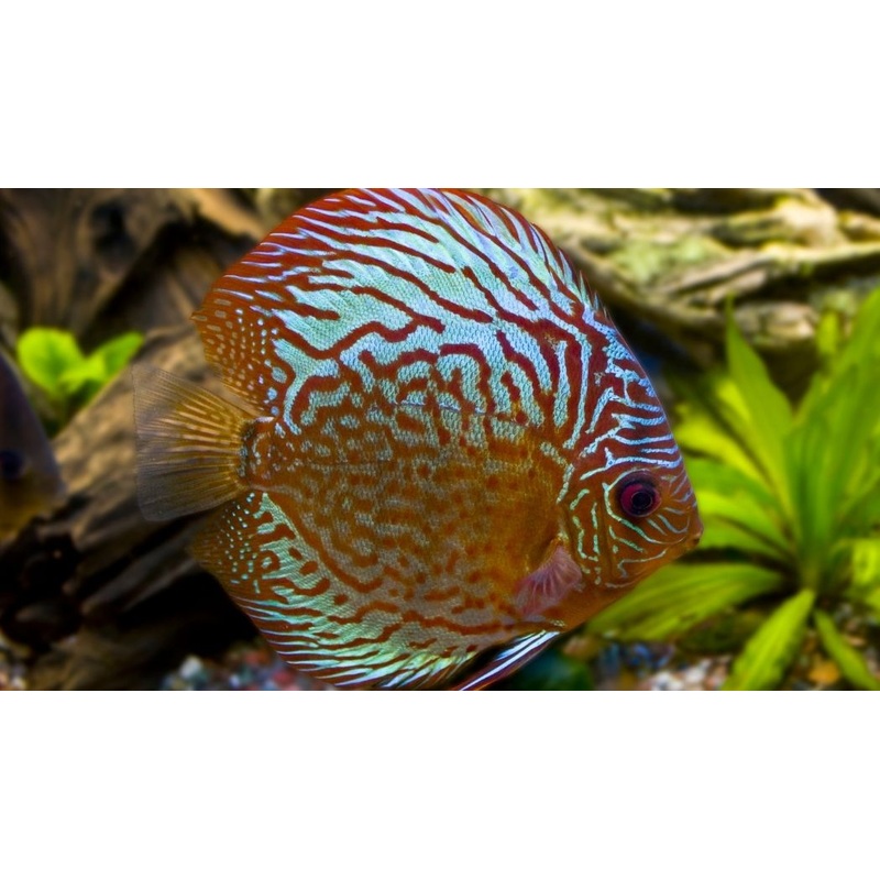 Blue Turquoise Discus