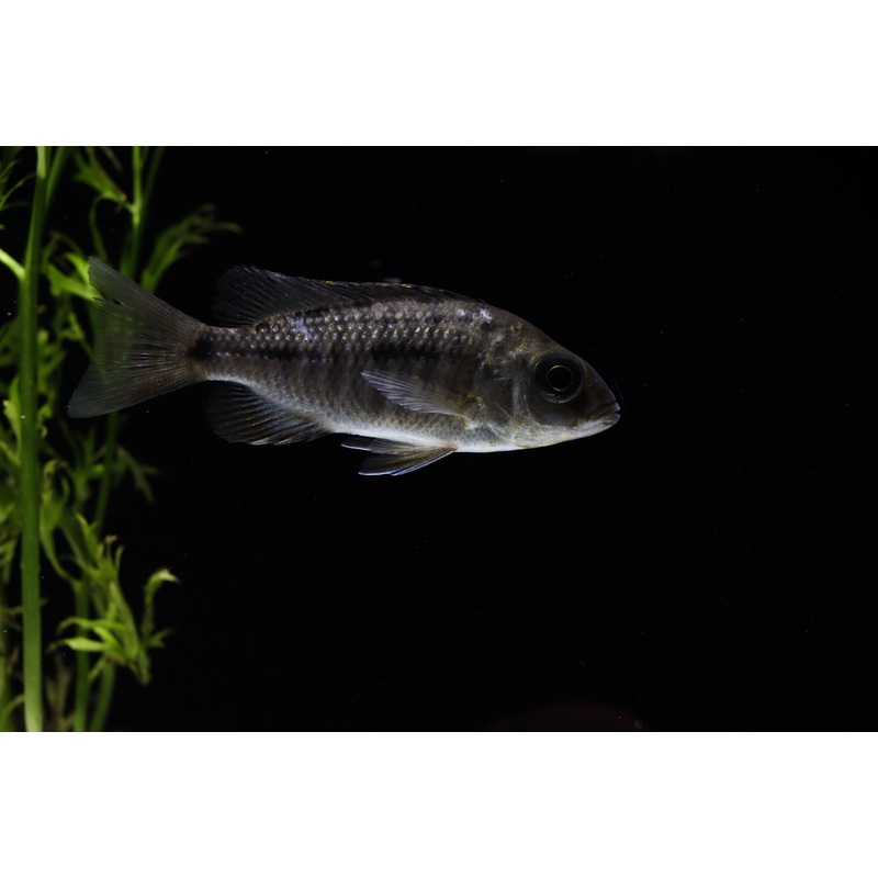 Boadzulu Hap Cichlid