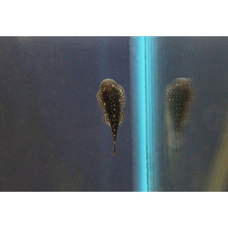 Borneo Sucker Loach