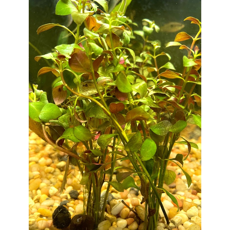 Broad Leaf Ludwigia