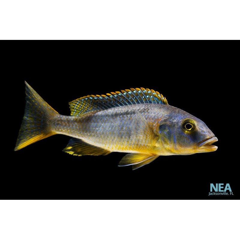 Bucco Rhoadesii Cichlid