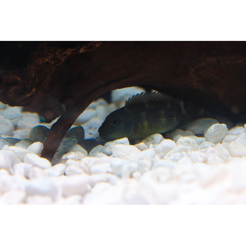 Buffalo Head Cichlid