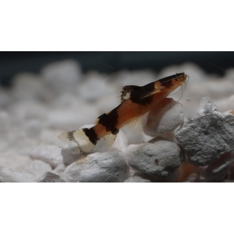 Bumble Bee Catfish