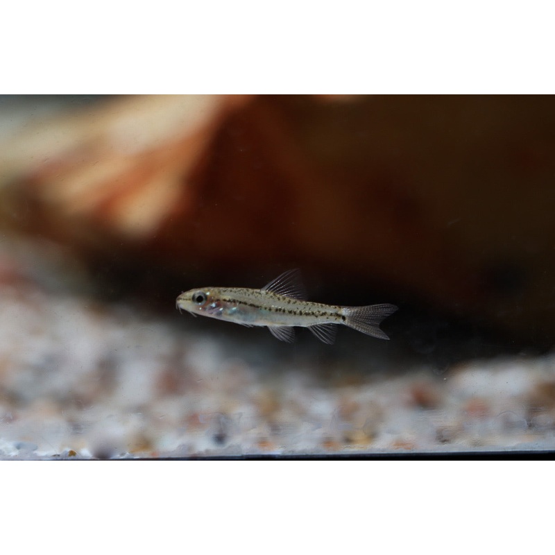 Burmese Rosy Loach